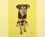 Small German Shepherd Dog Mix