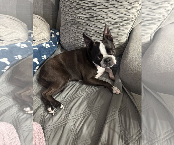 Medium Photo #4 Boston Terrier Puppy For Sale in Valrico, FL, USA