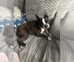 Small #3 Boston Terrier