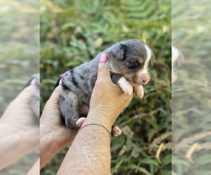 Miniature Australian Shepherd Puppy for sale in VACAVILLE, CA, USA