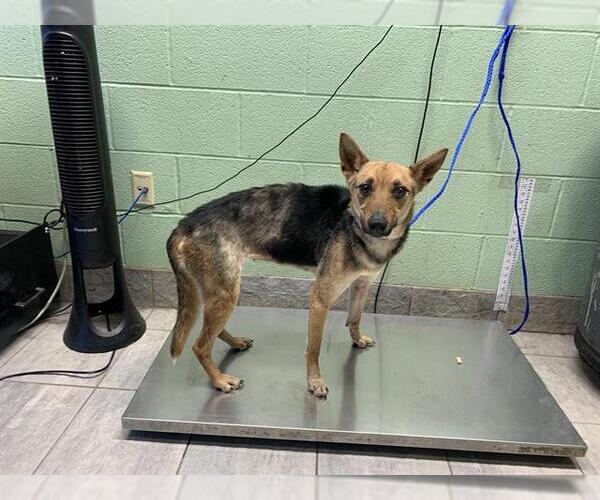 Medium Photo #1 German Shepherd Dog-Unknown Mix Puppy For Sale in Grand Prairie, TX, USA