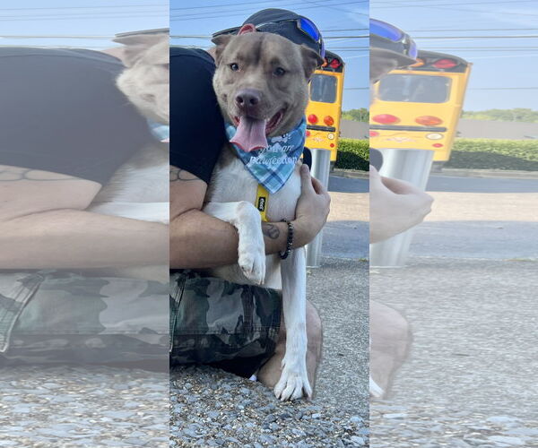 Medium Photo #3 American Pit Bull Terrier-Huskies  Mix Puppy For Sale in Munford, TN, USA
