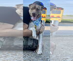 Small #2 American Pit Bull Terrier-Huskies  Mix