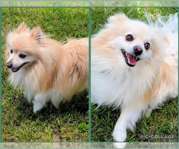 Medium Photo #2 Pomeranian-Unknown Mix Puppy For Sale in Cranston, RI, USA