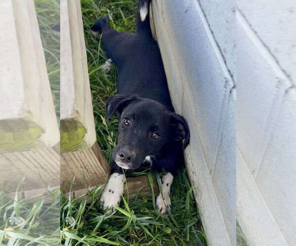 Medium Photo #1 Beagle-Unknown Mix Puppy For Sale in Sistersville, WV, USA