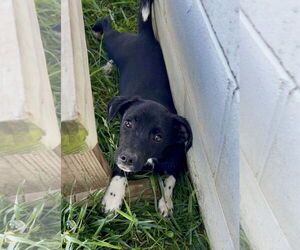 Beagle-Unknown Mix Dogs for adoption in Sistersville, WV, USA