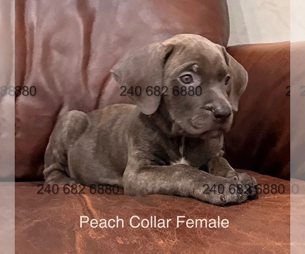 Medium Photo #4 Cane Corso Puppy For Sale in LA PLATA, MD, USA