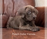 Small #3 Cane Corso