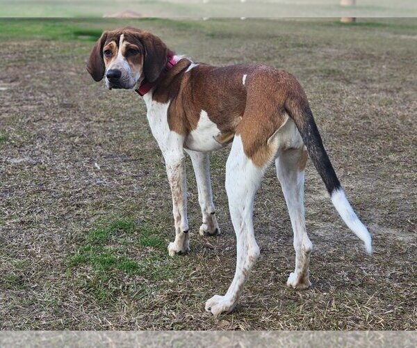 Medium Photo #3 English Foxhound-Unknown Mix Puppy For Sale in Canton, CT, USA