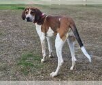 Small Photo #3 English Foxhound-Unknown Mix Puppy For Sale in Canton, CT, USA