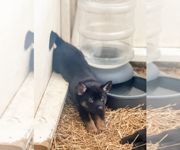 Medium Photo #3 German Shepherd Dog Puppy For Sale in HUDSONVILLE, MI, USA