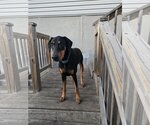 Small #6 Doberman Pinscher