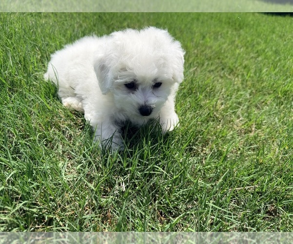 Medium Photo #11 Bichon Frise Puppy For Sale in PELZER, SC, USA
