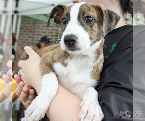 Medium Photo #5 Mutt Puppy For Sale in Washington, DC, USA