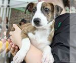 Small #4 Mutt