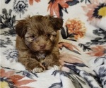 Small Photo #5 Havanese Puppy For Sale in ALBION, PA, USA
