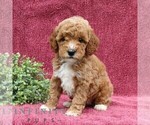 Small Goldendoodle (Miniature)
