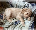 Small Photo #3 Goldendoodle Puppy For Sale in WEST LINN, OR, USA