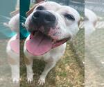 Small #1 American Pit Bull Terrier