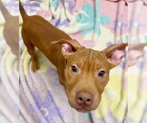 American Pit Bull Terrier Dogs for adoption in San Francisco, CA, USA