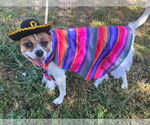 Small #1 Chihuahua Mix