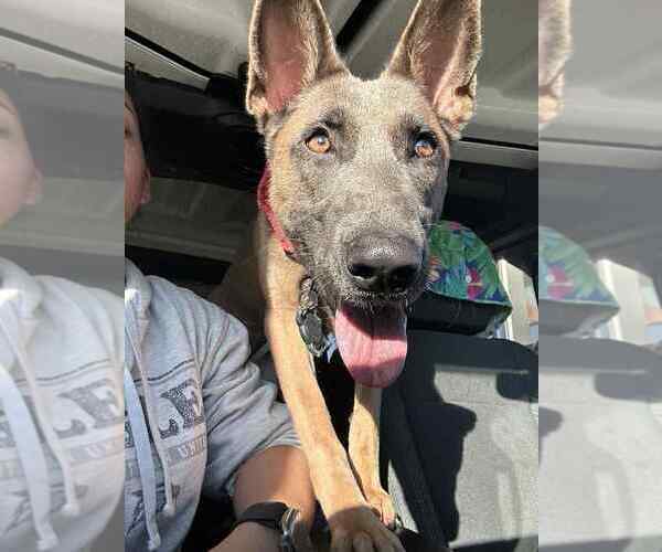 Medium Photo #1 Mutt Puppy For Sale in Imlay City, MI, USA