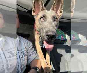 Mutt Dogs for adoption in Imlay City, MI, USA