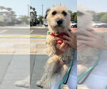 Small #4 Maltese Mix