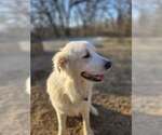 Small #5 Great Pyrenees