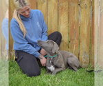 Small #4 Weimaraner Mix