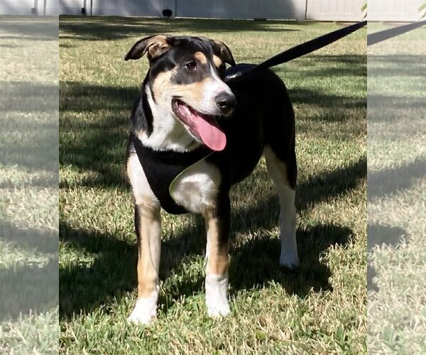 Medium Photo #9 Border Collie-Rhodesian Ridgeback Mix Puppy For Sale in Alvin, TX, USA