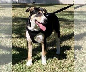 Xena - Female Border Collie-Rhodesian Ridgeback Mix Dog for Adoption - Photo #9