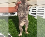 Small #11 French Bulldog