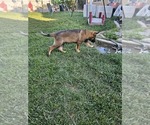 Small Photo #13 German Shepherd Dog Puppy For Sale in MODESTO, CA, USA