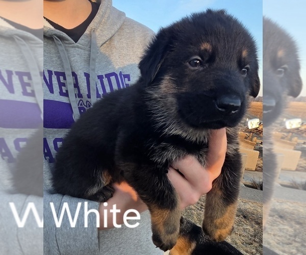 Medium Photo #4 German Shepherd Dog Puppy For Sale in BLOOMINGTON, WI, USA