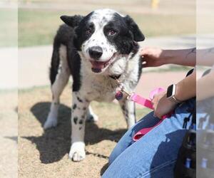 Mutt Dogs for adoption in San Antonio, TX, USA