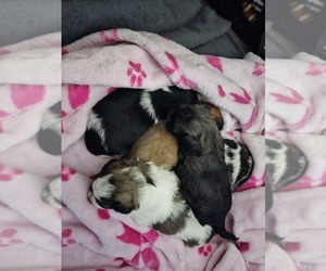 Zuchon Litter for sale in LEWISTOWN, OH, USA