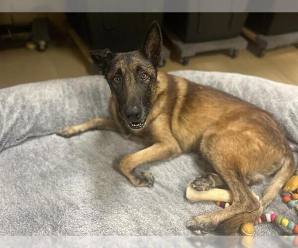 Medium Photo #1 Mutt Puppy For Sale in Chula Vista, CA, USA