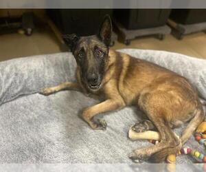 Mutt Dogs for adoption in Chula Vista, CA, USA