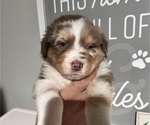 Puppy Kitkat Australian Shepherd