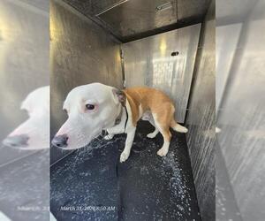 American Staffordshire Terrier-Unknown Mix Dogs for adoption in San Antonio, TX, USA
