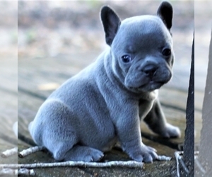 French Bulldog Puppy for sale in AMES, SD, USA