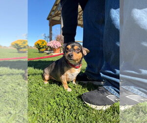 Yogi - Male Chihuahua-Unknown Mix Dog for Adoption - Photo #2