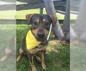 Mutt Dogs for adoption in Davie, FL, USA