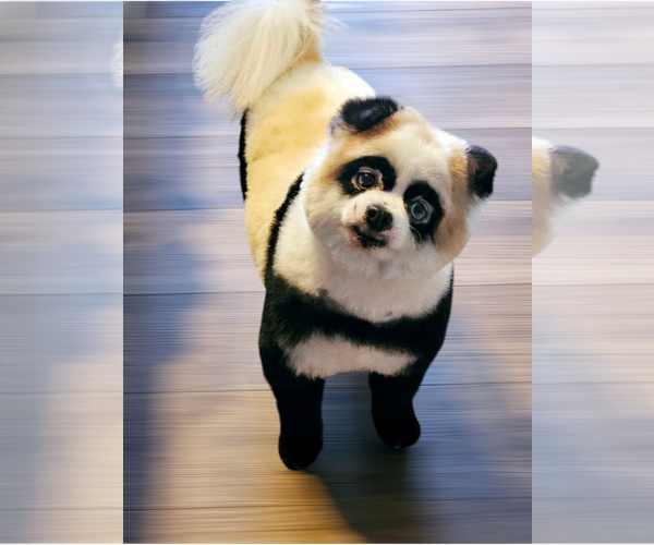 Medium Photo #2 Pomeranian-Unknown Mix Puppy For Sale in Farmington, MN, USA