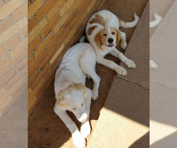 Medium Photo #4 Great Pyrenees-Unknown Mix Puppy For Sale in Grafton, WI, USA