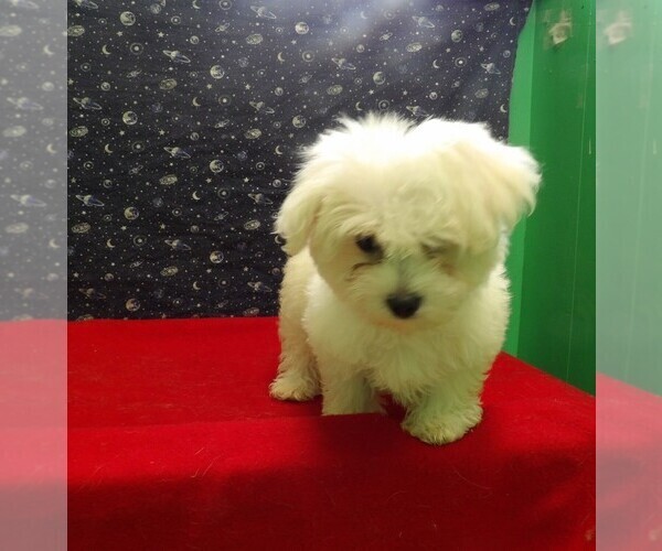 Medium Photo #2 Maltese Puppy For Sale in PATERSON, NJ, USA