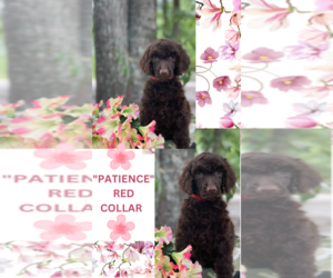 Poodle (Standard) Puppy for sale in PITTS, GA, USA