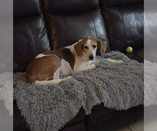 Medium Photo #3 Mutt Puppy For Sale in Tampa, FL, USA
