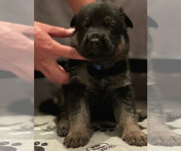 Medium Photo #1 German Shepherd Dog Puppy For Sale in RICHLAND, MO, USA